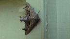Barred Euteliid