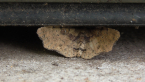 Erebidae Moth