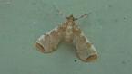 Poroporo Friut Borer