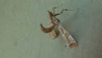 Poroporo Fruit Borer