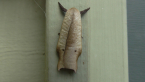 Xyloryctid Moth