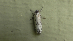 Depressariidae Moth