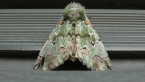 Noctuid Moth