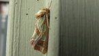 Green Blotched Moth
