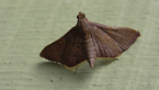 Snout Moth