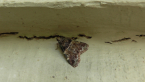 Snout Moth