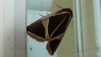 Erebidae Moth