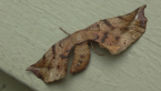 Marbled Twisted Moth