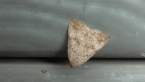 Erebidae Moth