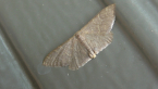 Geometrid Moth
