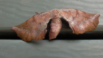Twisted Moth