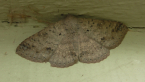 Erebidae Moth