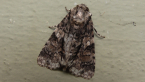 Noctuid Moth