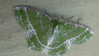 Lacy Emerald Moth