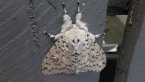 Tussock Moth