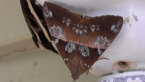 Erebidae Moth