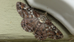 Cleora Looper Moth