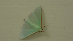 Crambid Moth