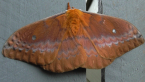 Emperor Moth