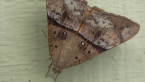 Erebidae Moth