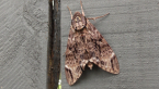 Privet Hawk Moth