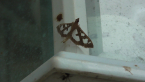 Crambid Moth