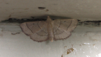 Snout Moth