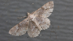 Geometrid Moth