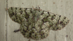 Geometrid Moth