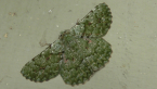 Geometrid Moth
