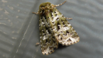 Noctuid Moth