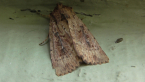 Noctuid Moth