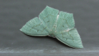 Green-spotted Angled Emerald