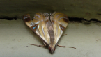Figleaf Moth