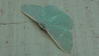 Common Gum Emerald
