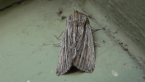 Noctuid Moth