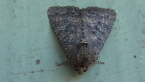 Noctuid Moth