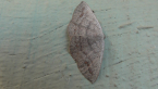 Pomaderris Moth
