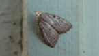 Nolidae Moth