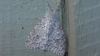 Lymantriid Moth