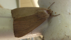 Noctuid Moth
