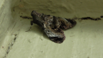 Pyralid Moth