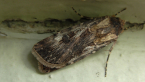 Brown Cutworm