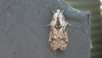 Oecophoridae Moth