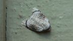 Nolidae Moth