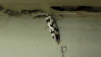 Xyloryctidae Moth