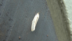 Oecophoridae Moth