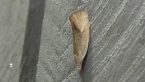 Oecophoridae Moth