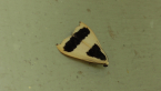 Lichen Moth
