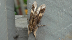 Noctuid Moth
